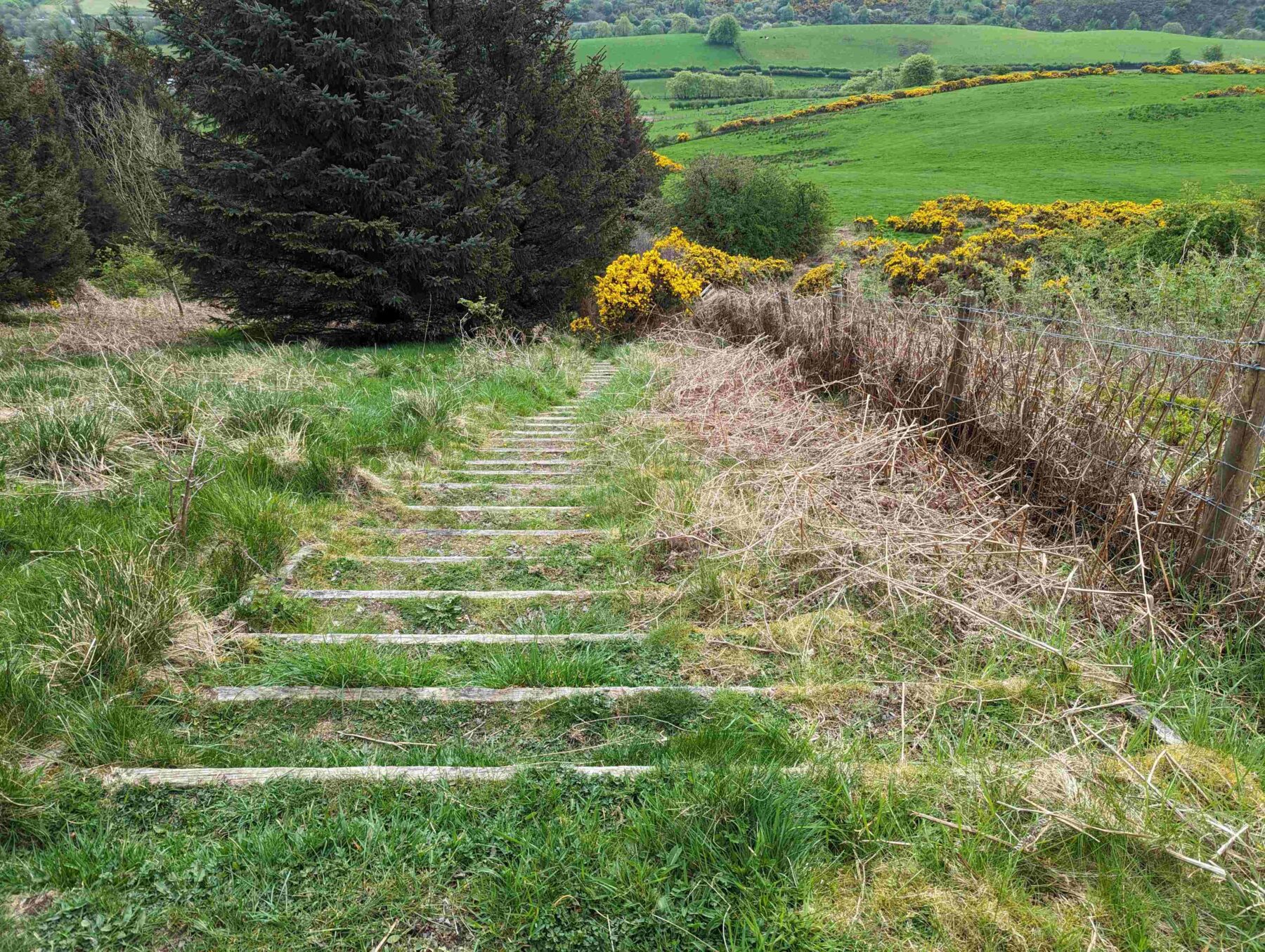 Steps heading down the hillside, overgrown with grass