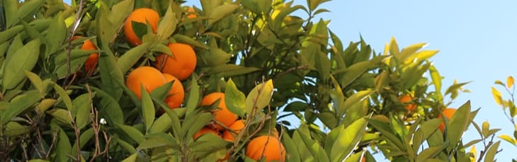 10 Dwarf Fruit Trees You Can Grow In Any Yard Har Com