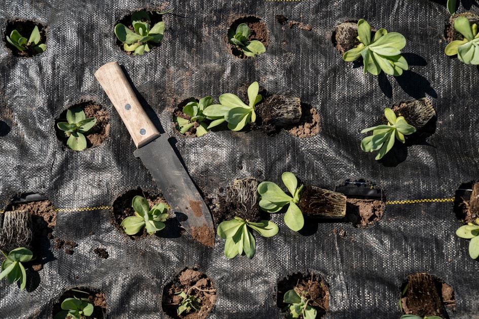Garden Maintenance: Key Practices for Success