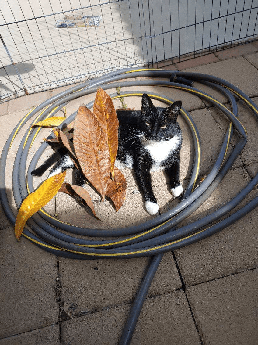 Cat covered in leaves