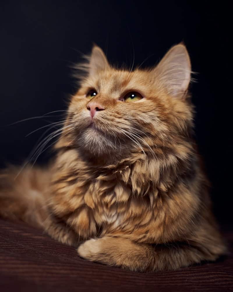 Ginger cats