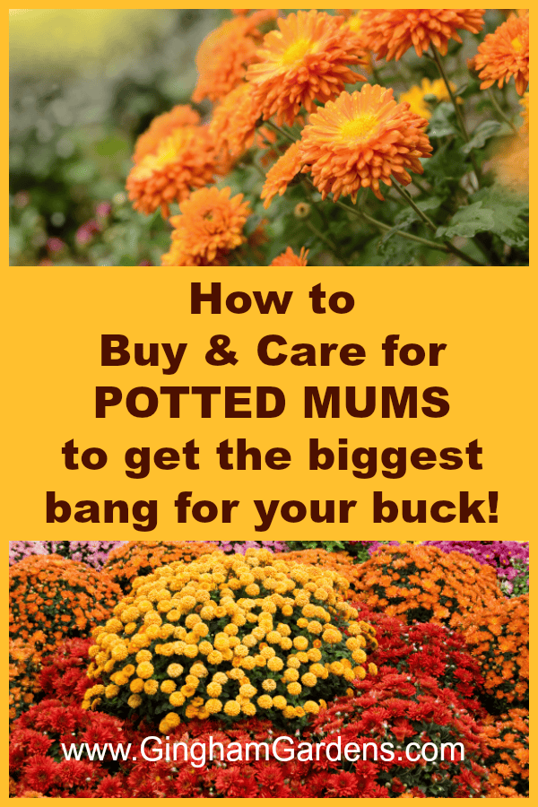 Tips for keeping potted mums looking great