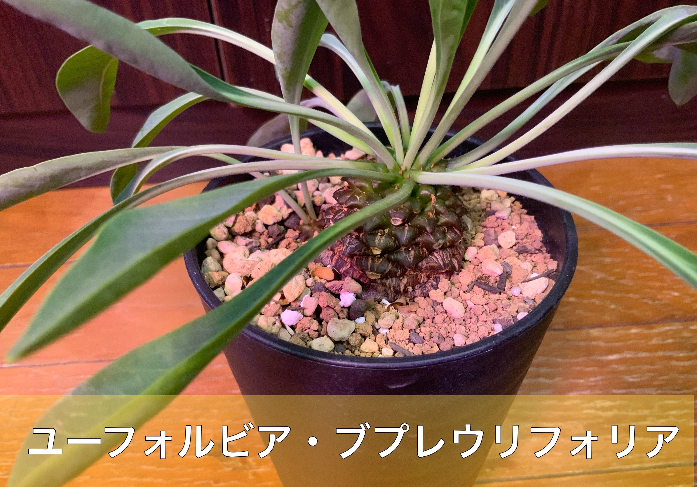 ユーフォルビア　スパンリギ　2度越冬株　鉢ごと発送 ユーフォルビア スパンリギ 2度越冬株 鉢ごと発送