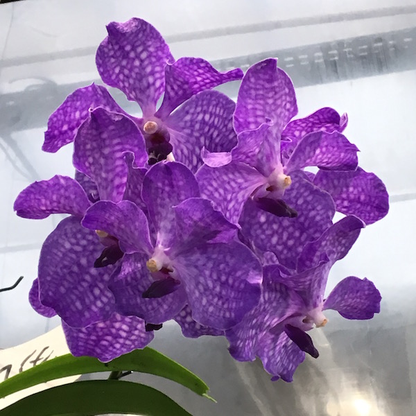 Paris 2017 - Marché aux Fleurs