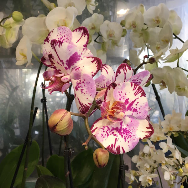 Paris 2017 - Marché aux Fleurs