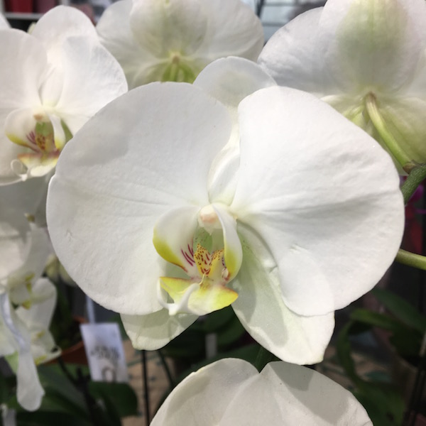 Paris 2017 - Marché aux Fleurs