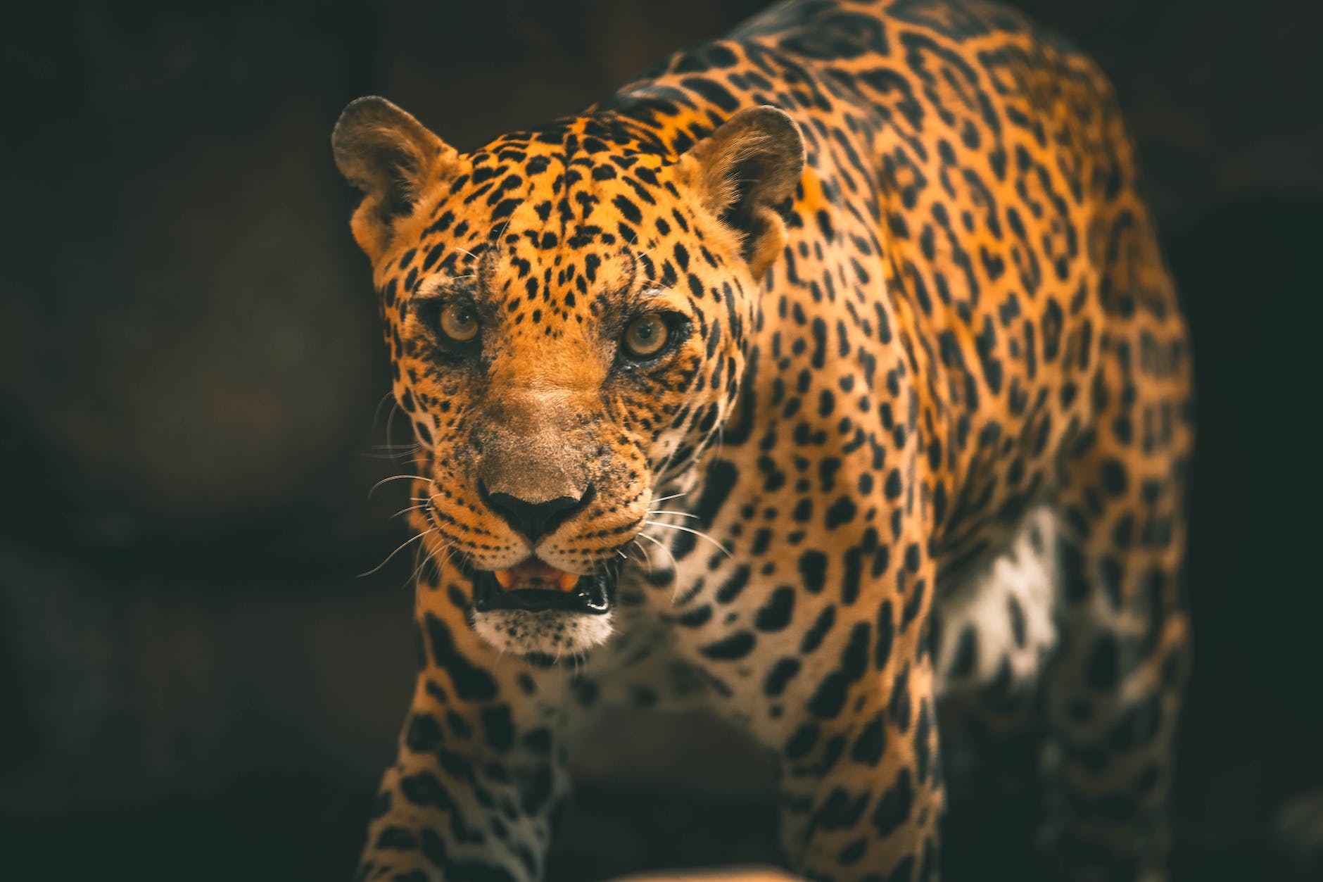 photo of leopard