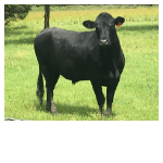 Grass-fed Beef for sale