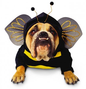 Dress Up Your Pet Day Girl From The Hills Blog