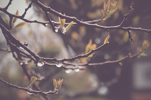 フリー写真画像『梅雨の日』[ID:250]