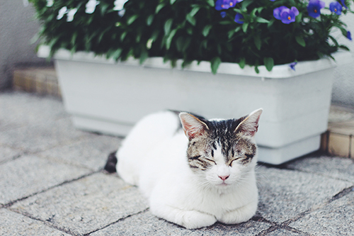 動物 カテゴリのフリー画像一覧 おしゃれなフリー写真素材 Girly Drop