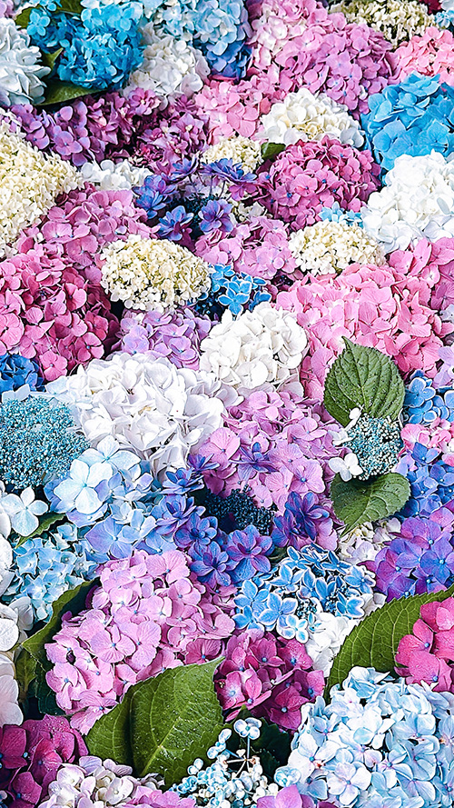 フリー写真画像『[縦]紫陽花と花びらの鮮やかな彩り』[ID:18493]