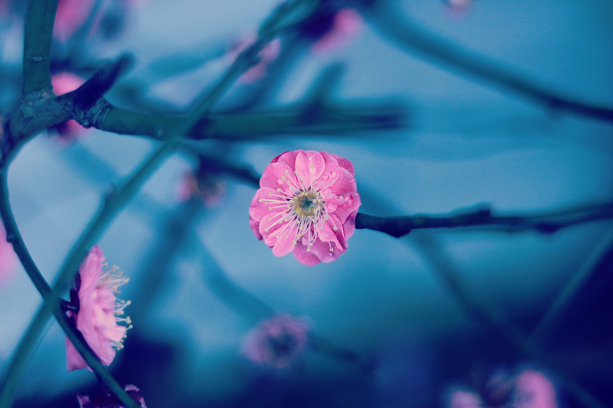 おしゃれなフリー写真素材 Girly Drop ガーリードロップ