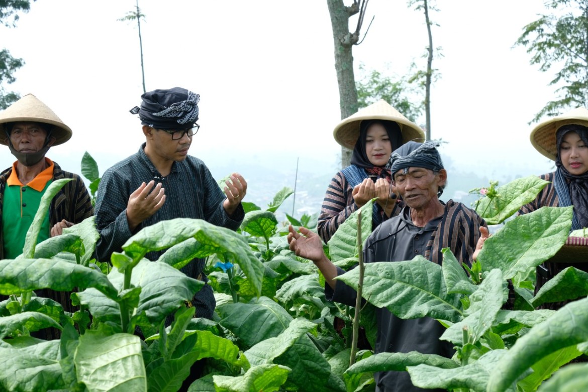 Masa Panen Tembakau di Temanggung