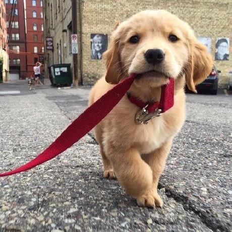 Likelion 11th Skhu Github - Landscape Photos - Classic Retina Collection