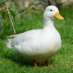 Nice Malware Bro Issue 40 Thepotato97 Rosearcher Github - Amazing Space Background - 8K