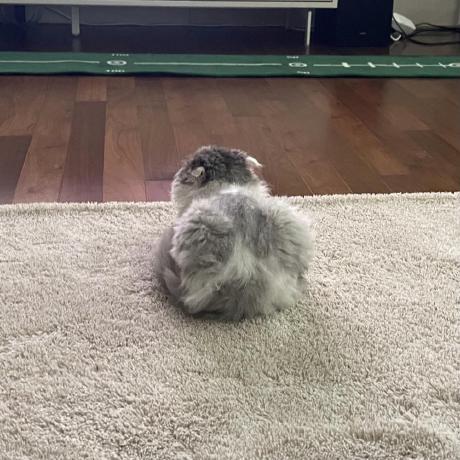 Github Gist Petition Site Project Gist Petition Server - Creative HD Vintage Backgrounds | Free Download