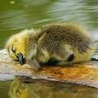 Discord Markdown Monni - HD Vintage Images for Desktop