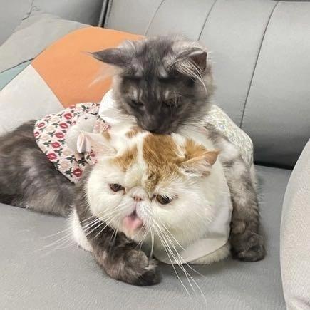 Announcing Oxfmt Alpha Voidzero