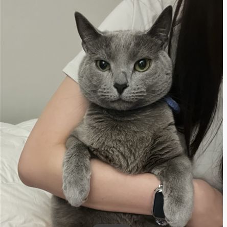 Likelion 11th Skhu Github - Premium Colorful Photo Gallery - HD