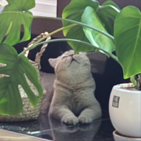 Github Raybar72 Mate Python - Elegant Dark Wallpaper - High Resolution