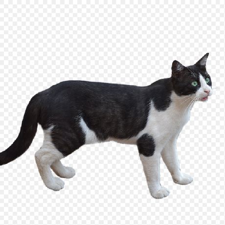 Pnucse Capstone 2024 Github - Download Professional Ocean Illustration | Desktop