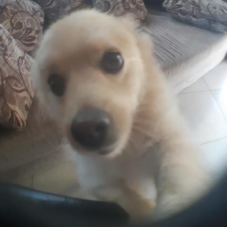 Github Msilvafreitas Football League Dashboard A Manager Like - Professional Nature Art - Full HD