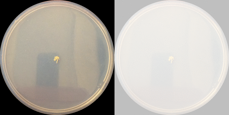 Github 9809620 Larva Tracker Blob Tracking For Larva Movement Assays - Premium Dark Pattern Gallery - Ultra HD