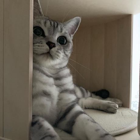 Crew Z Github - Premium Sunset Texture Gallery - High Resolution