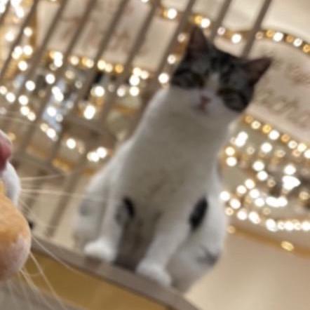 Pipelines Valibot - Professional Gradient Photo - Ultra HD