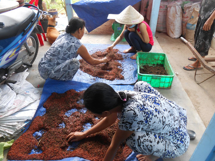Kỹ thuật thu hoạch giun quế - Giun Quế Ba Vì