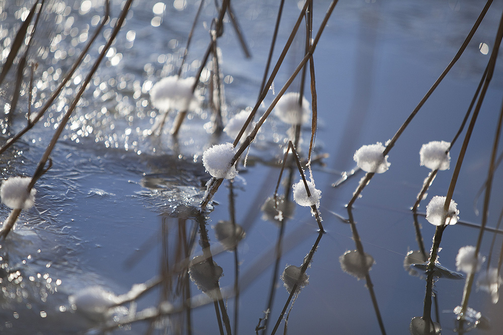 Ice - Minna Scheinin