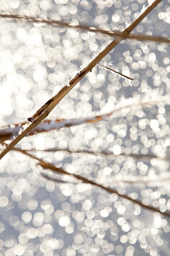 Ice - Minna Scheinin