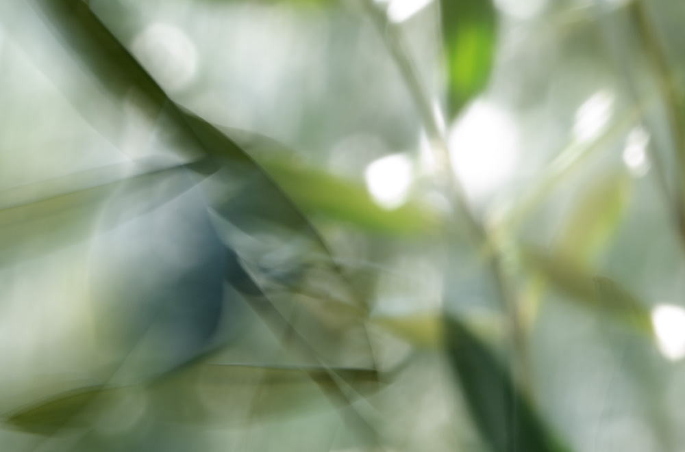 Olive tree - Minna Scheinin