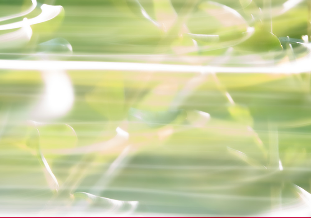 Olive tree - Minna Scheinin