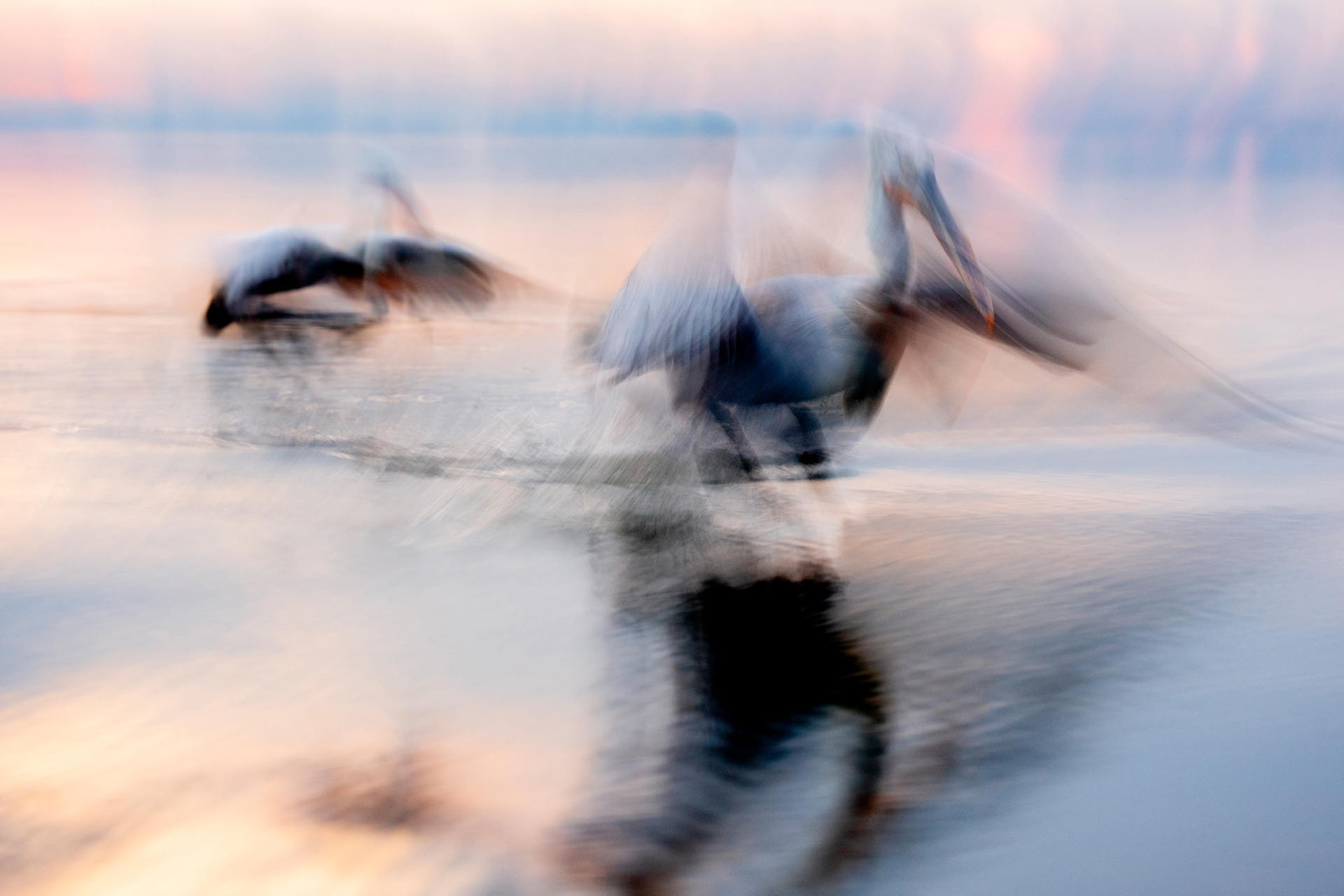 Kaisa Sirén - Pelican Brief