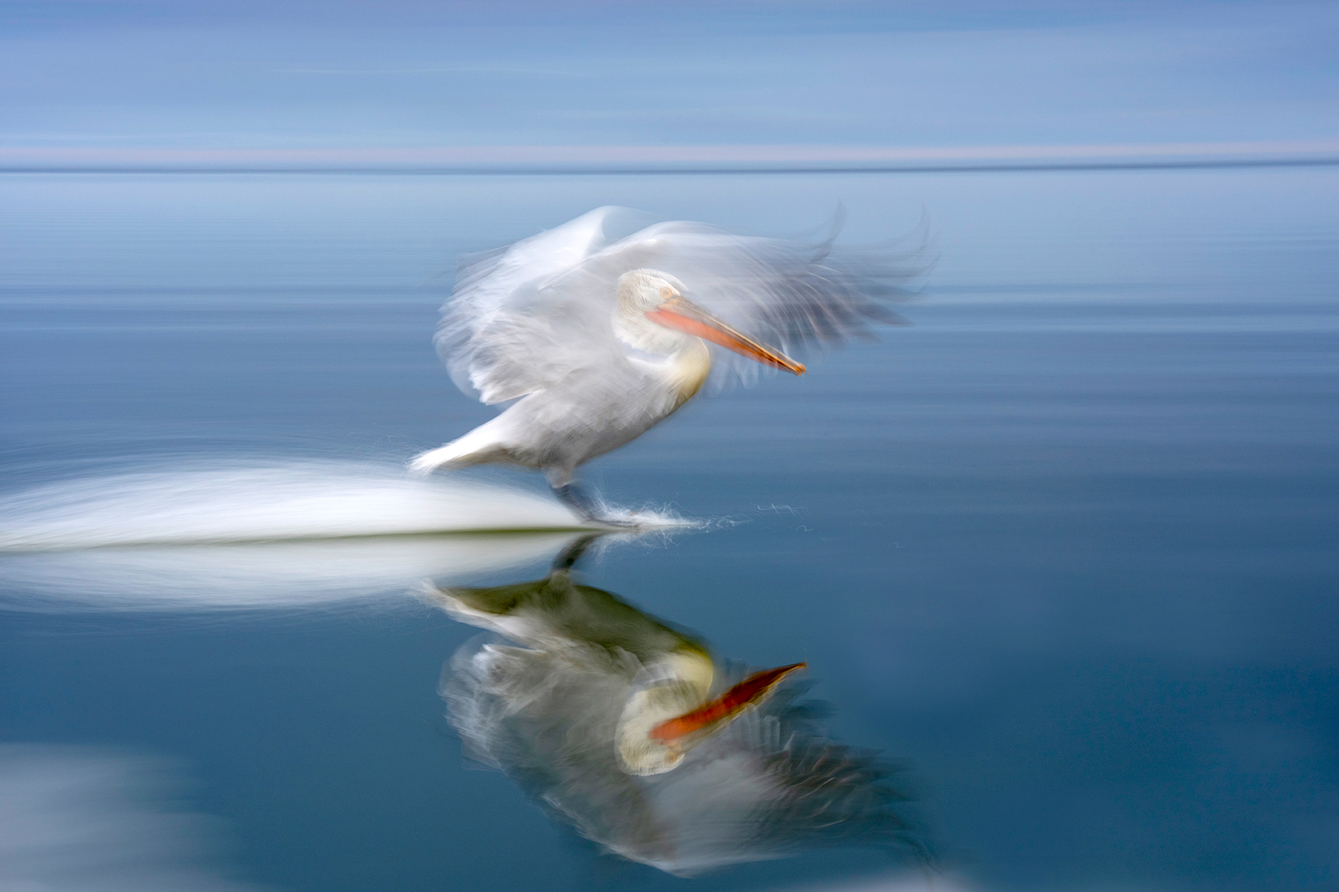 Kaisa Sirén - Pelican Brief