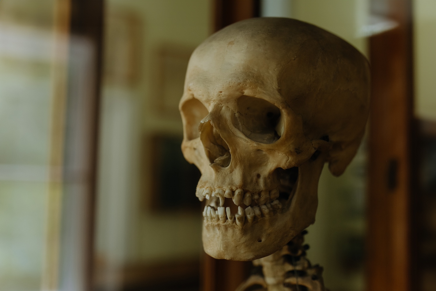 Superworms: The Ultimate Skeleton Cleaners! | Natural History Museum Secrets (2026)