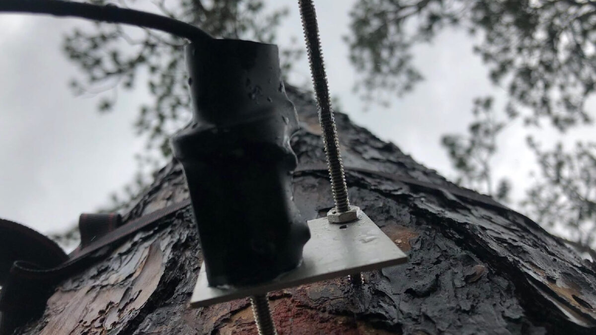 Trees and Climate Change: Unraveling the Complex Relationship (2026)