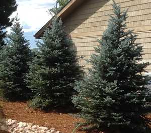 Living holiday trees