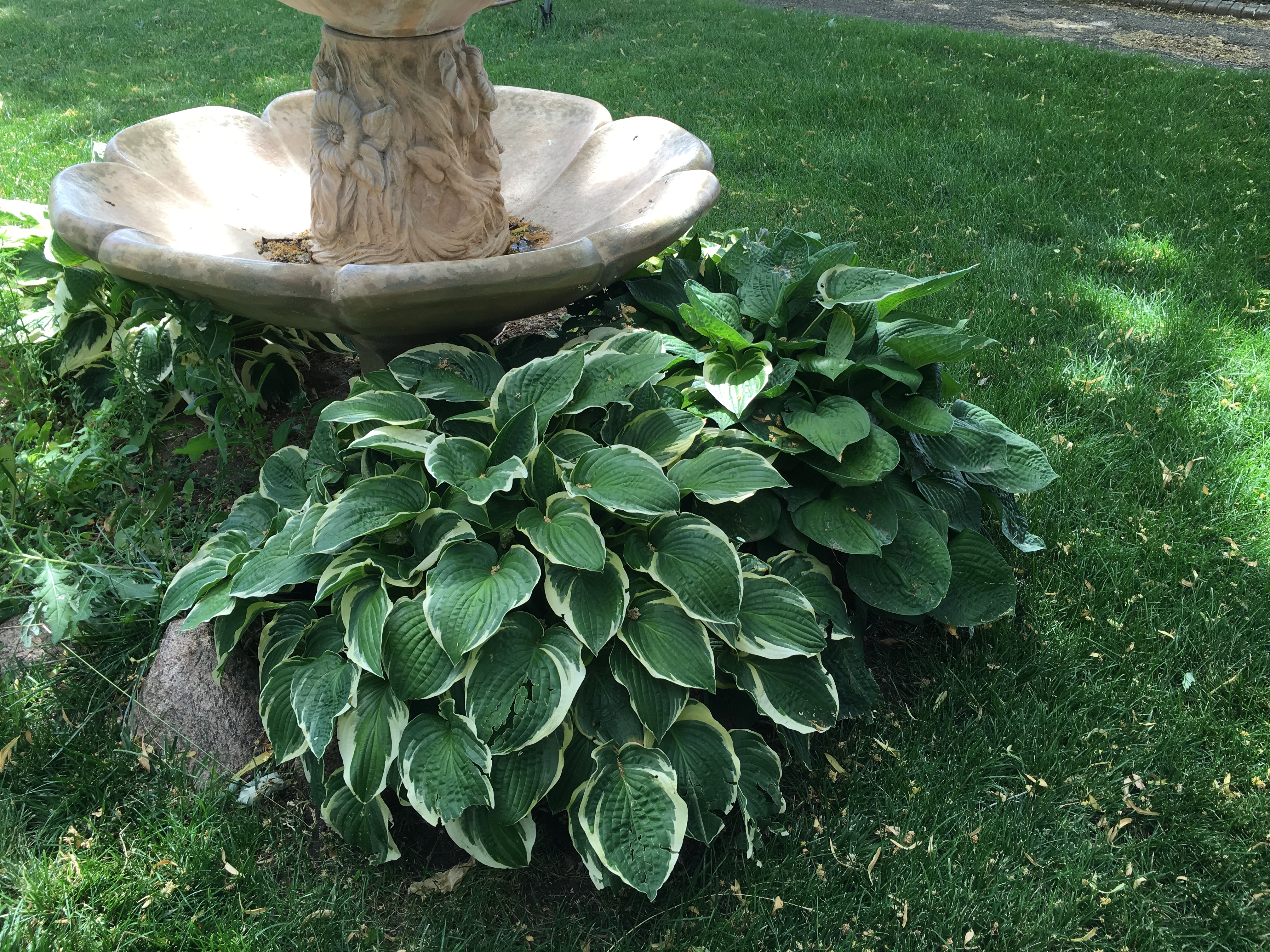 Hostas are the July 2016 Plant of the Month