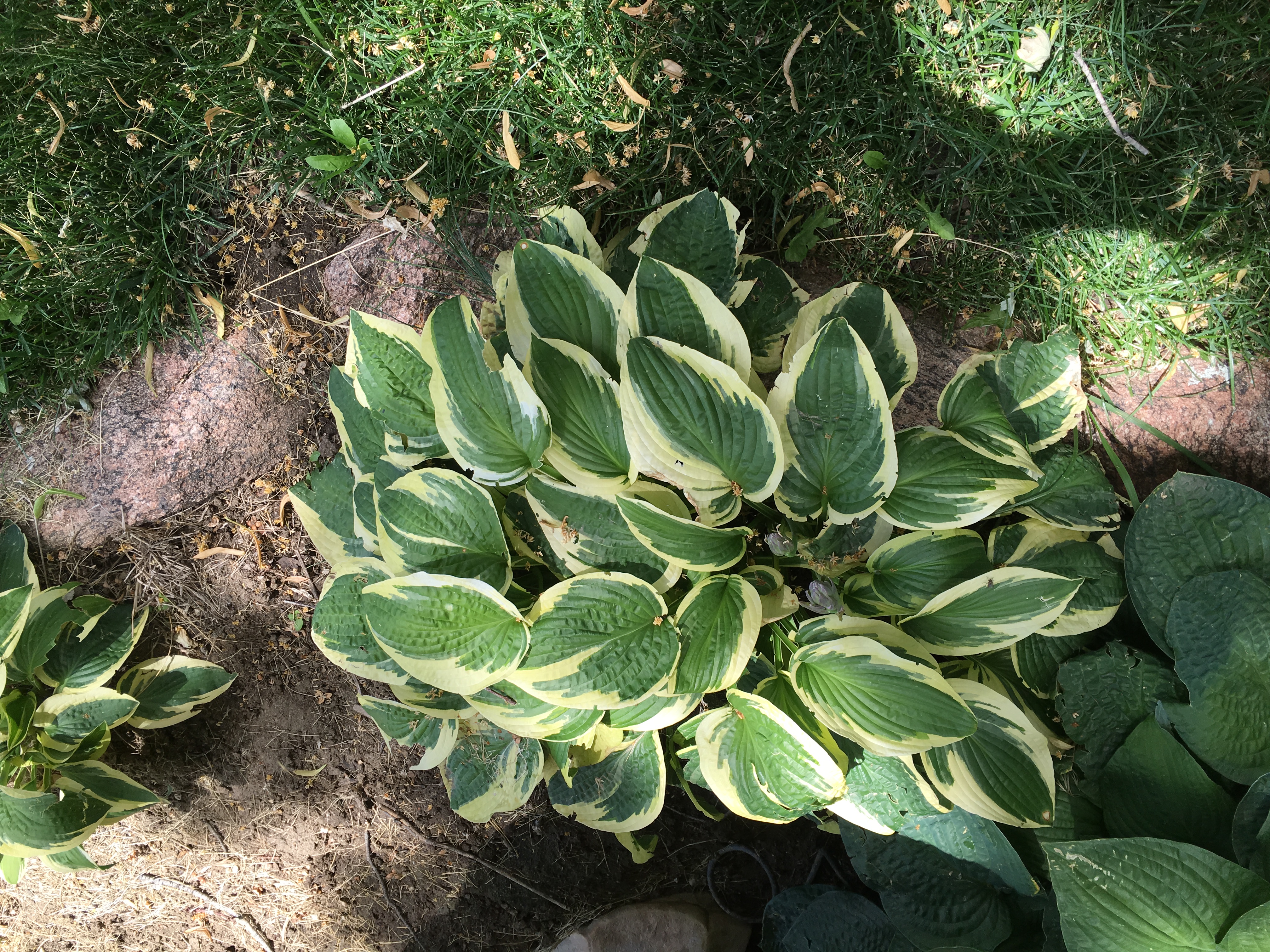 JULY: HOSTAS COME TO LIFE!