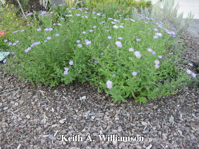 Plant of the Month for Erie Colorado area landscapes-February 2023