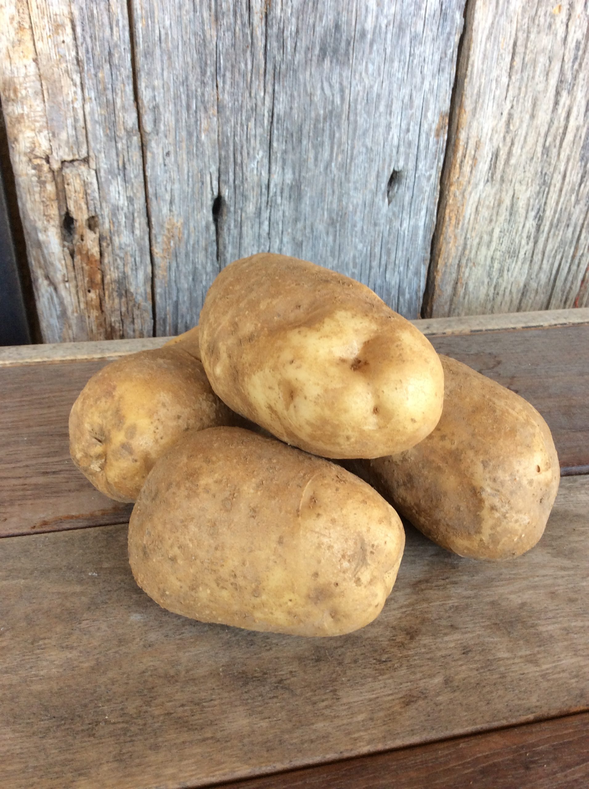 Potato, Kennebec Glade Road Growing