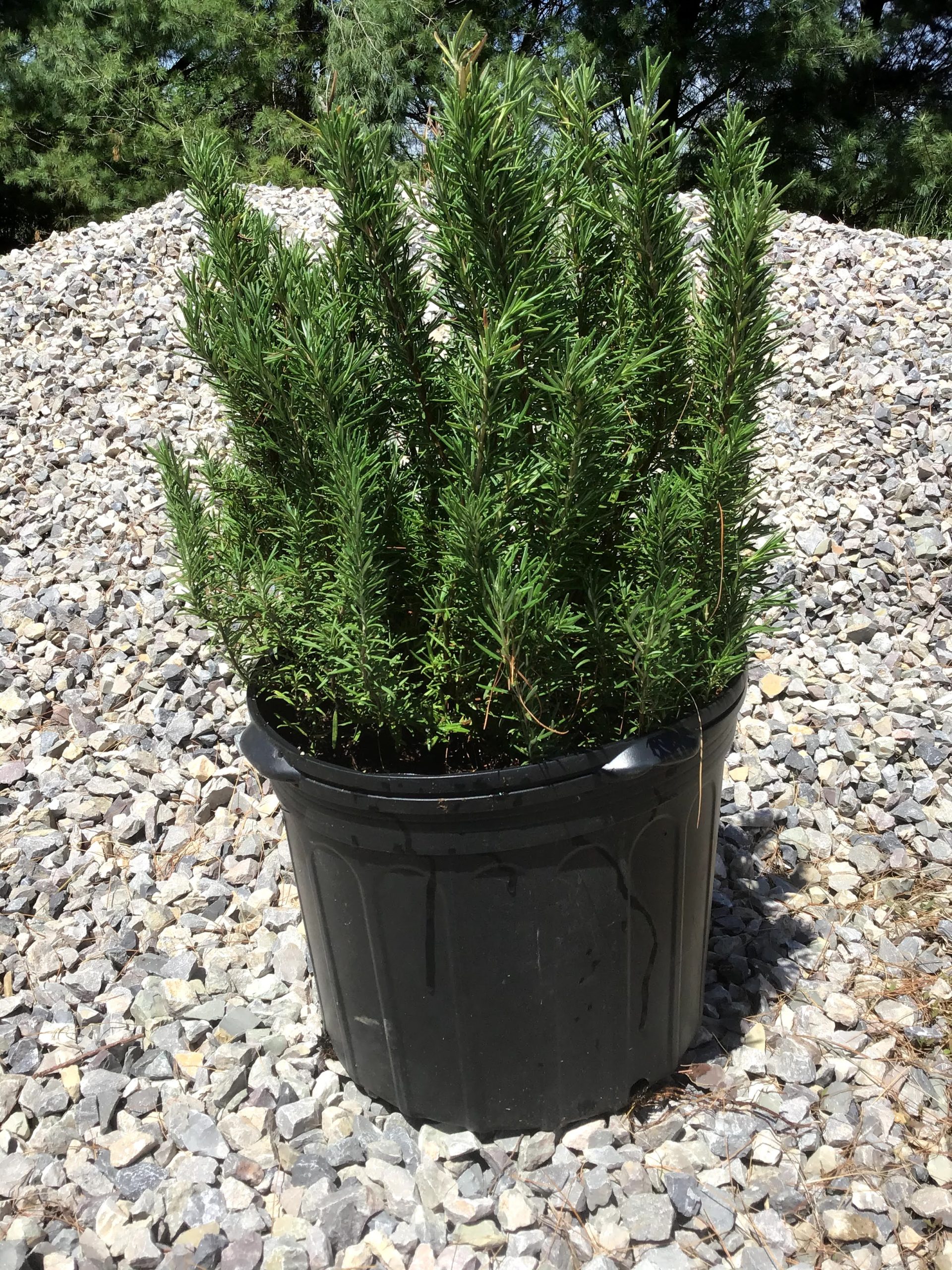 Herbs, Potted Rosemary (five gallon) – Glade Road Growing