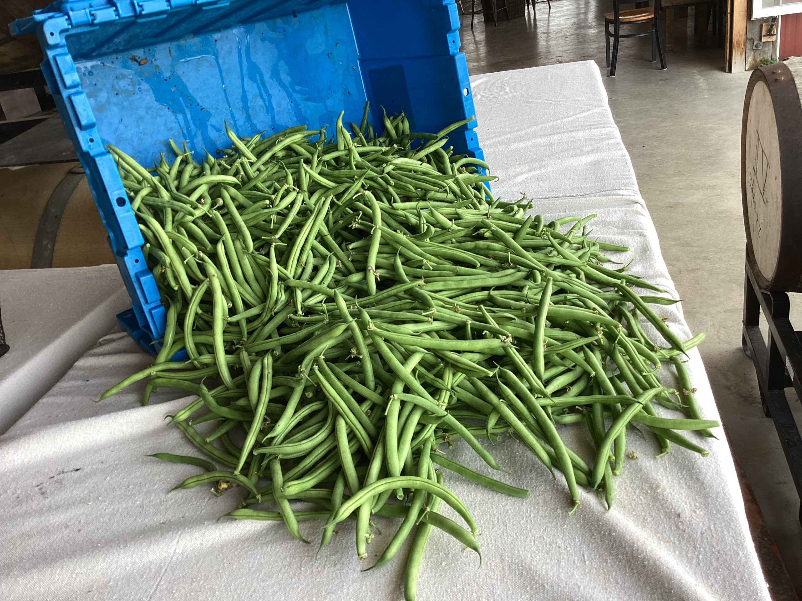 Beans, Green stringless- bulk 1/4 bushel – Glade Road Growing
