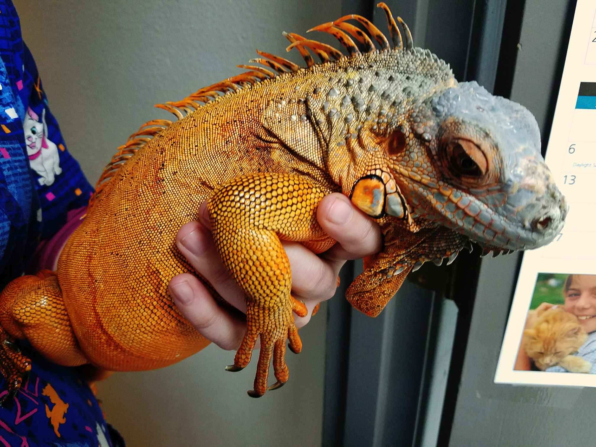 Life at gladstone veterinary clinic