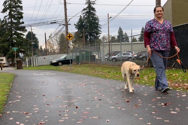 Pet boarding in 97267