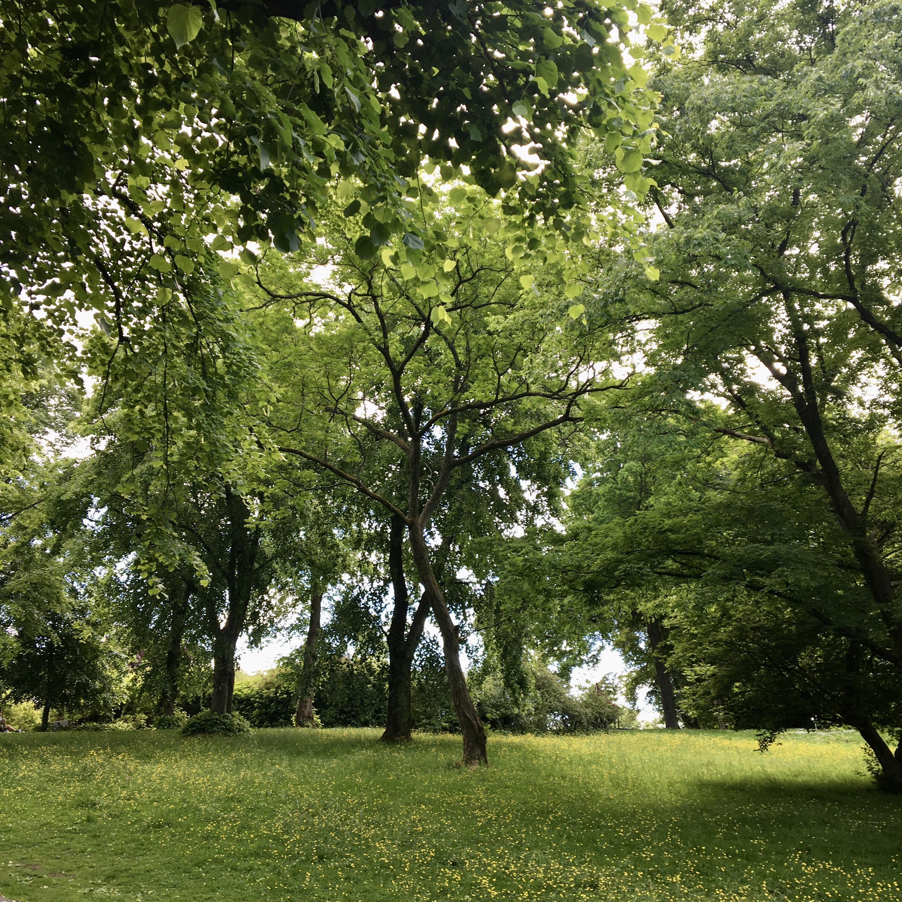 Glasgow Botanic Gardens