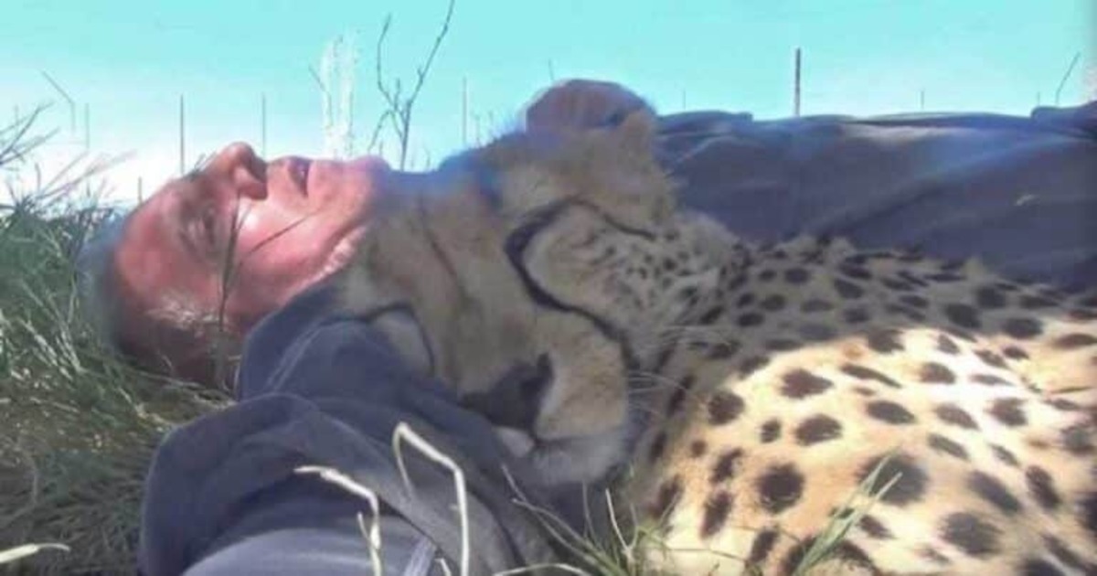 Waking Up to a Cuddly Cheetah: A Heartwarming Viral Moment (2026)